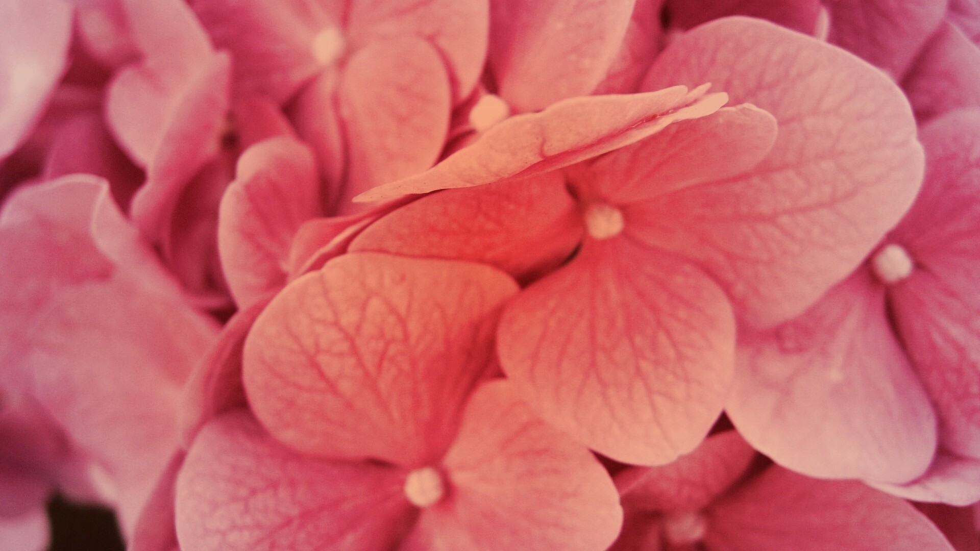 Фиолетовые нежные цветы обои