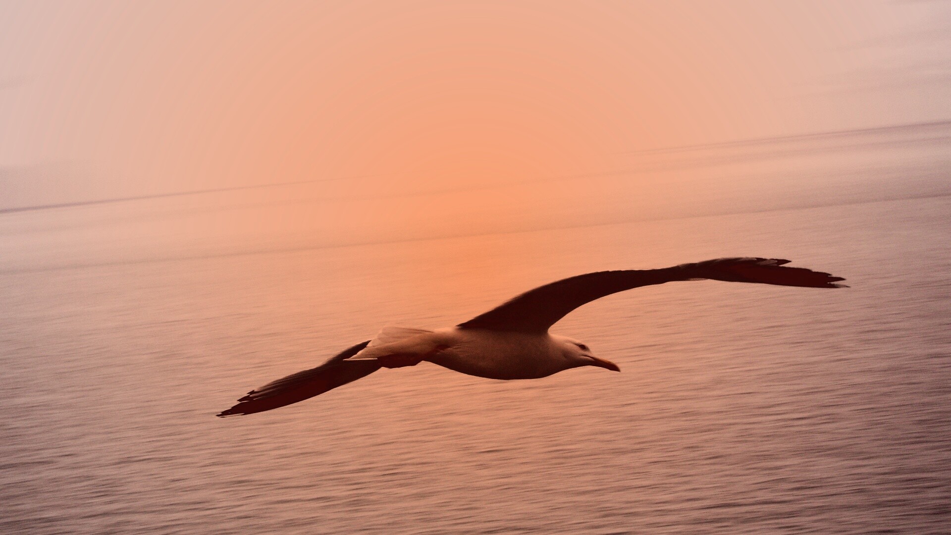 Чайка в полете обои