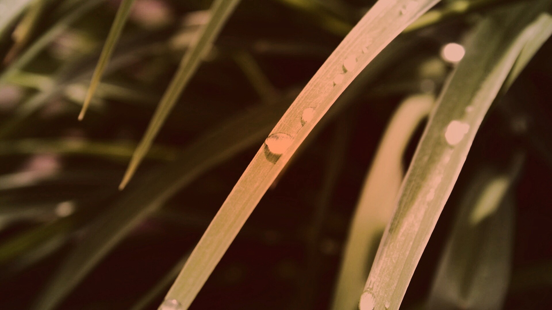 Капли росы на траве обои