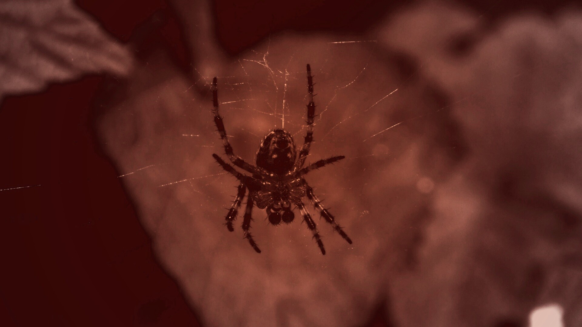 Паук на паутине обои