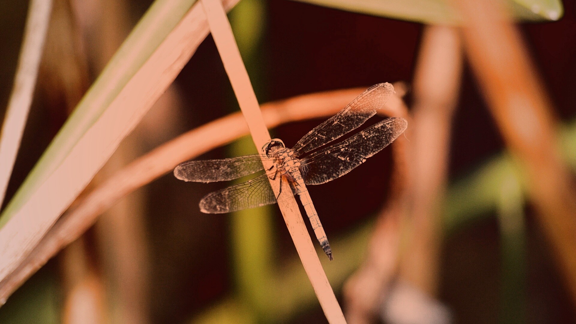 Стрекоза на тарвинке обои