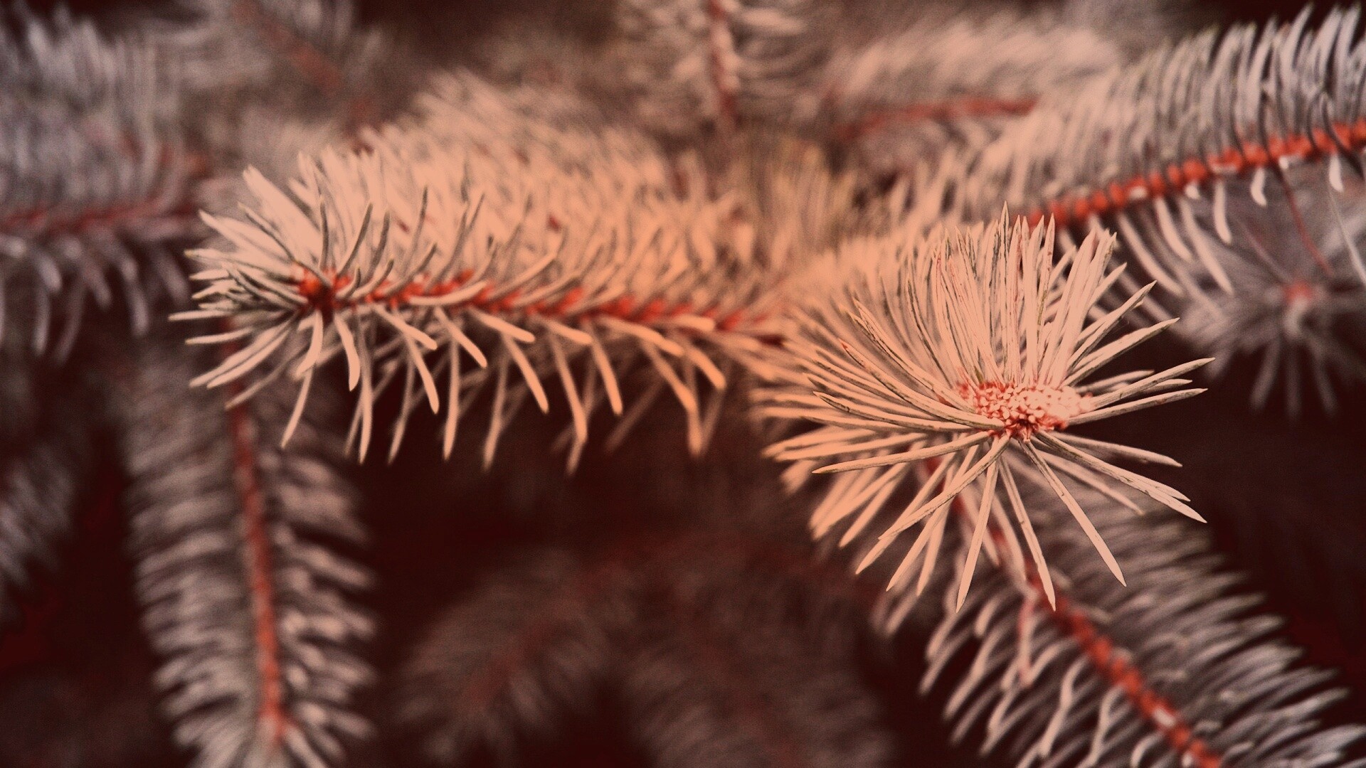 Ветки голубой ели обои