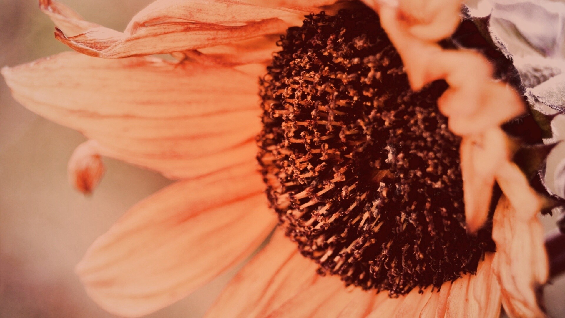 Подсолхну осенью обои