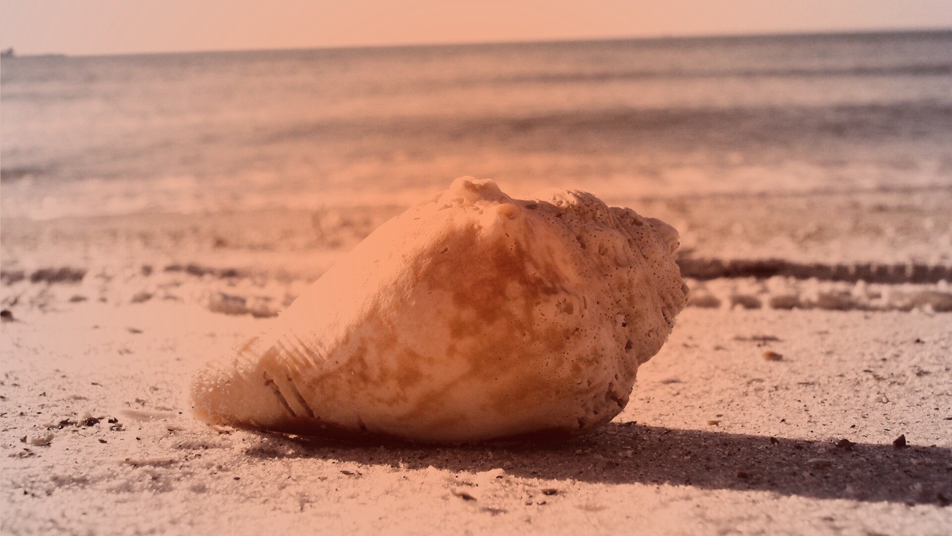 Морская раковина на пляже обои