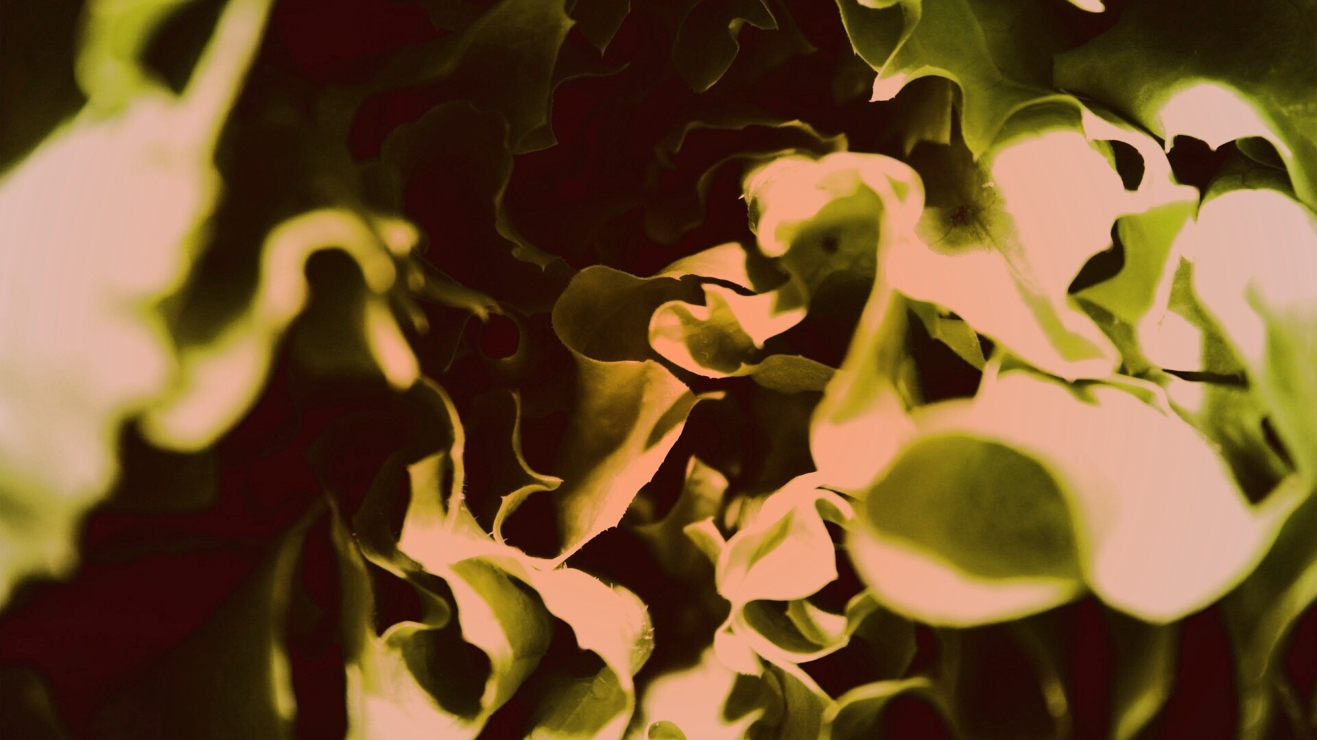 Зеленая листва обои