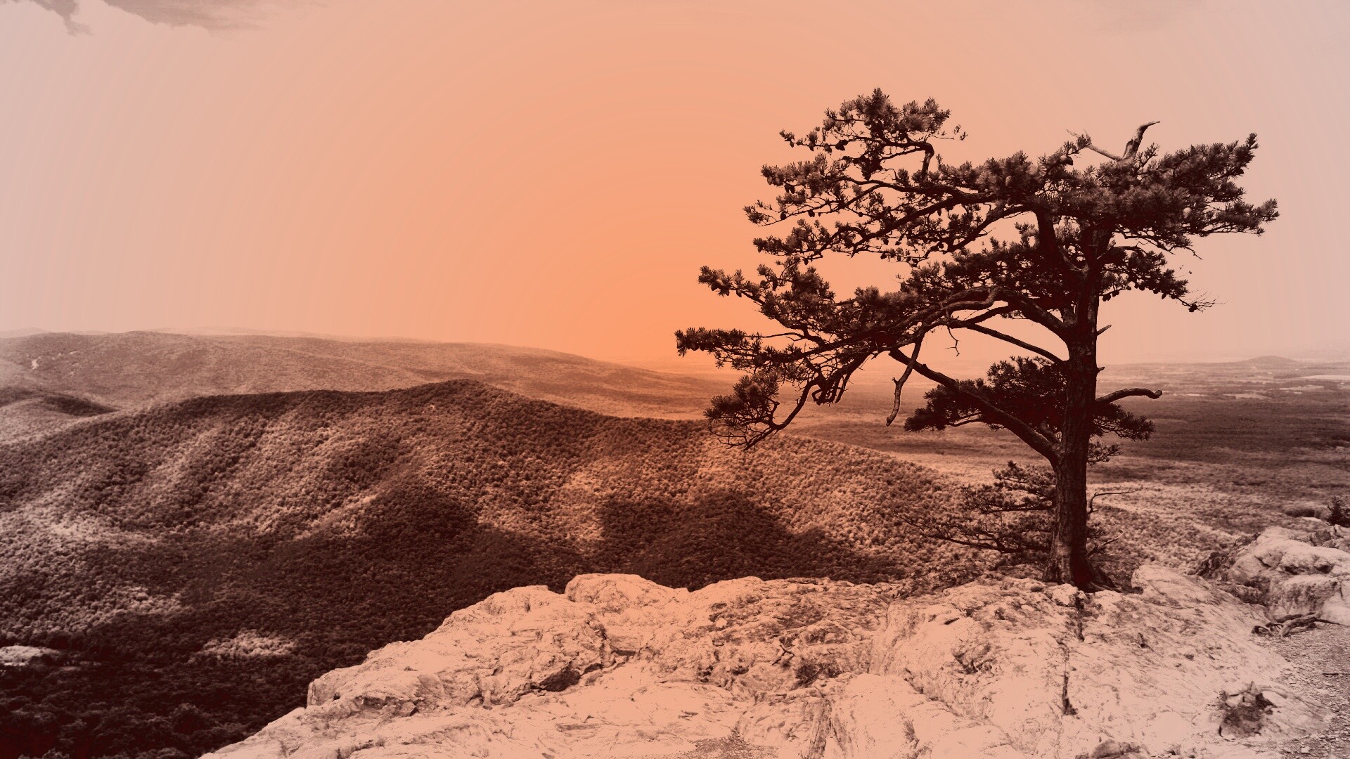 Горное дерево в черно-белых тонах обои