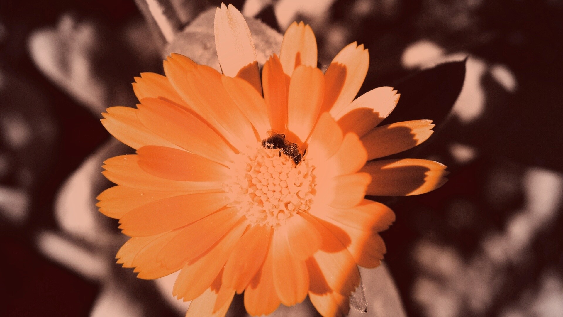 Оса на цветке обои