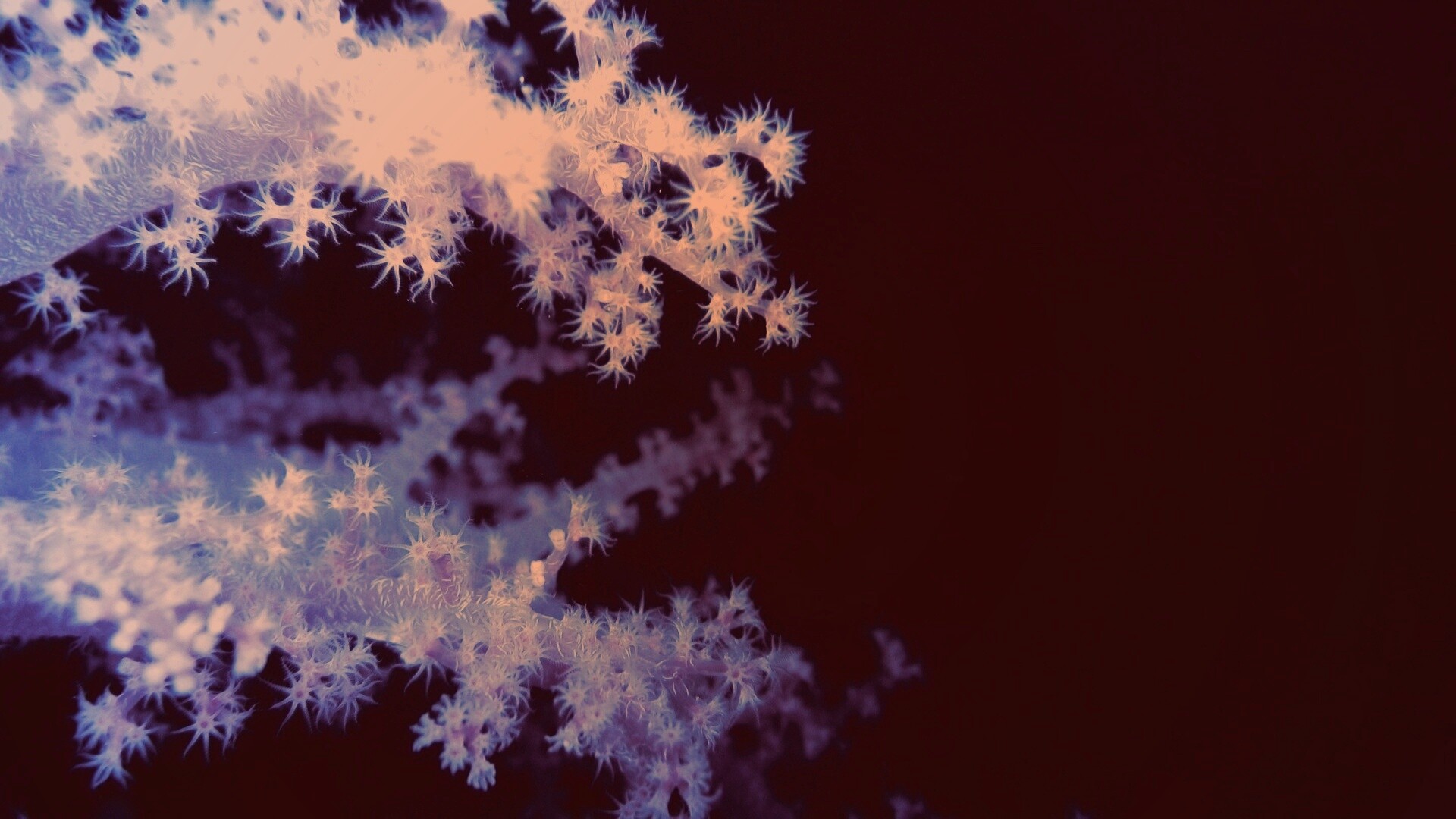 Кораллы обои