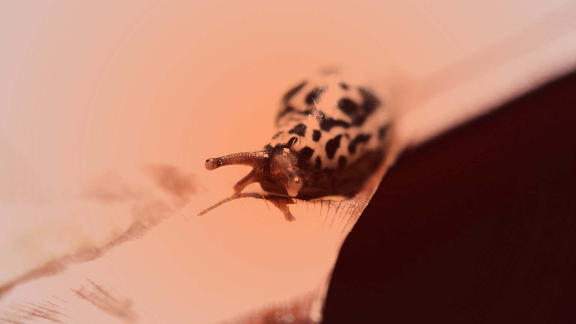 Ползущая улитка обои