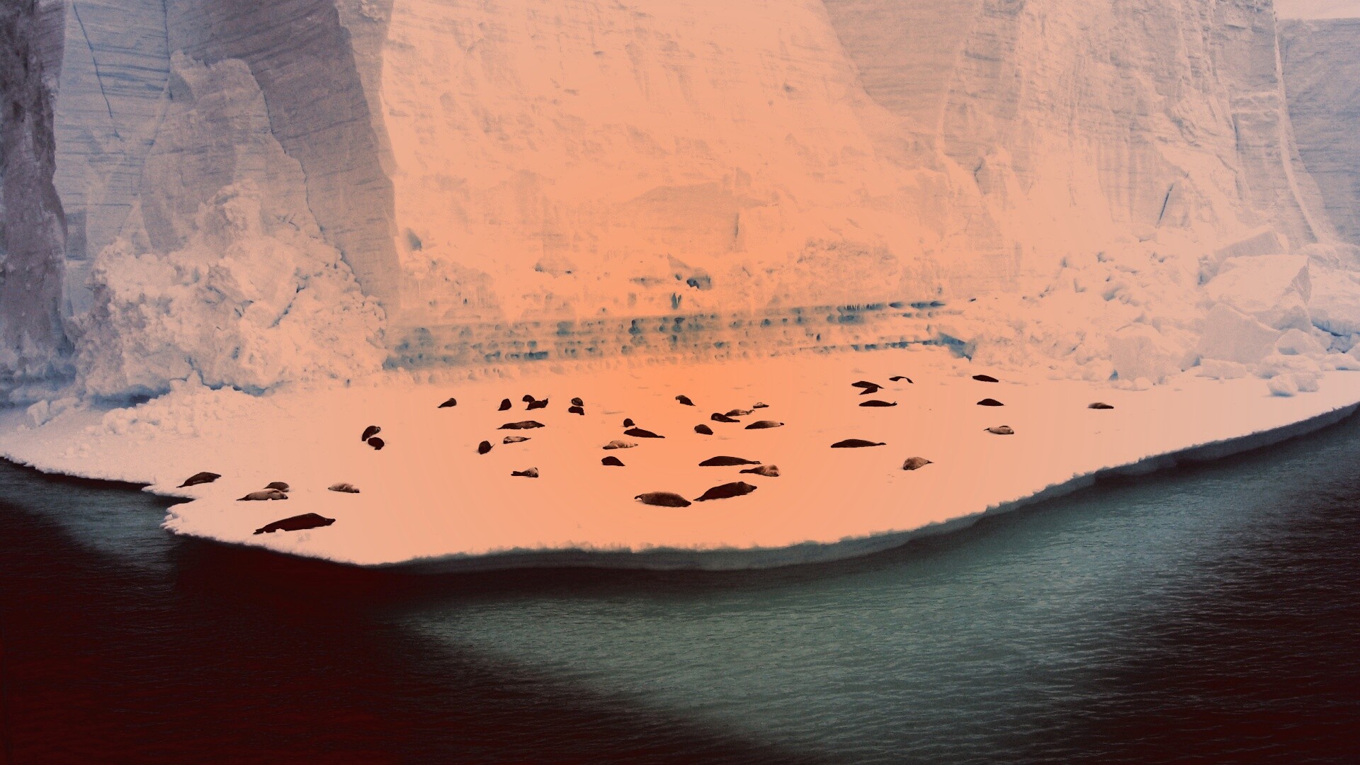 Лежбище тюленей обои