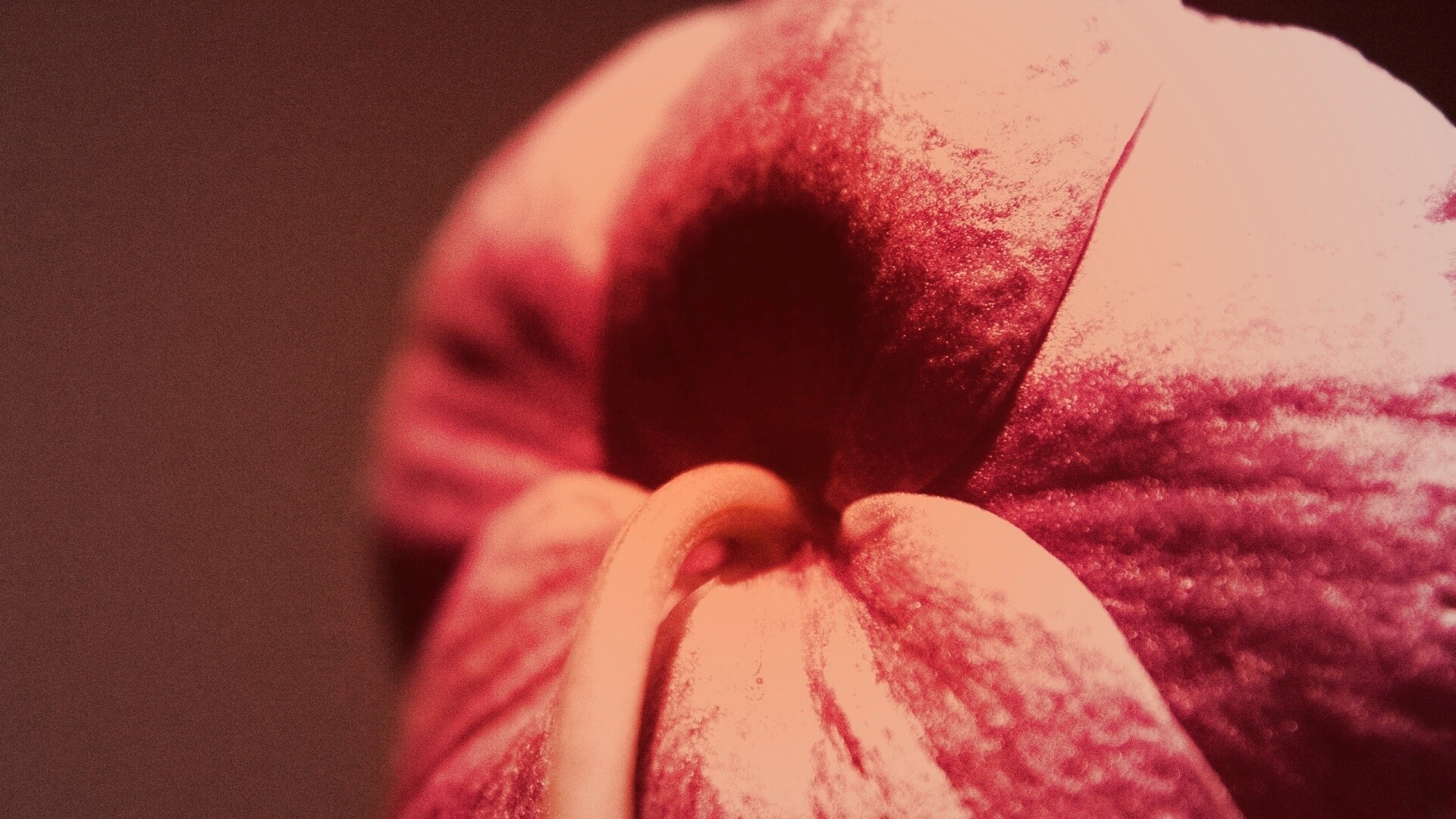 Розовый стебель обои