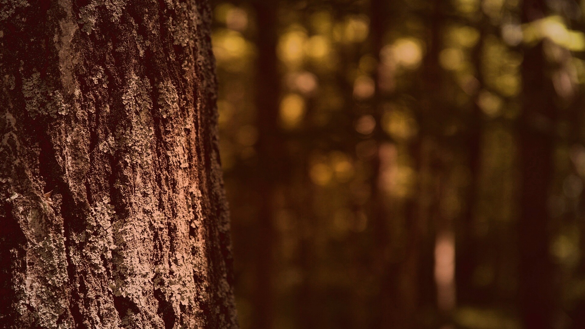 Ствол дерева обои