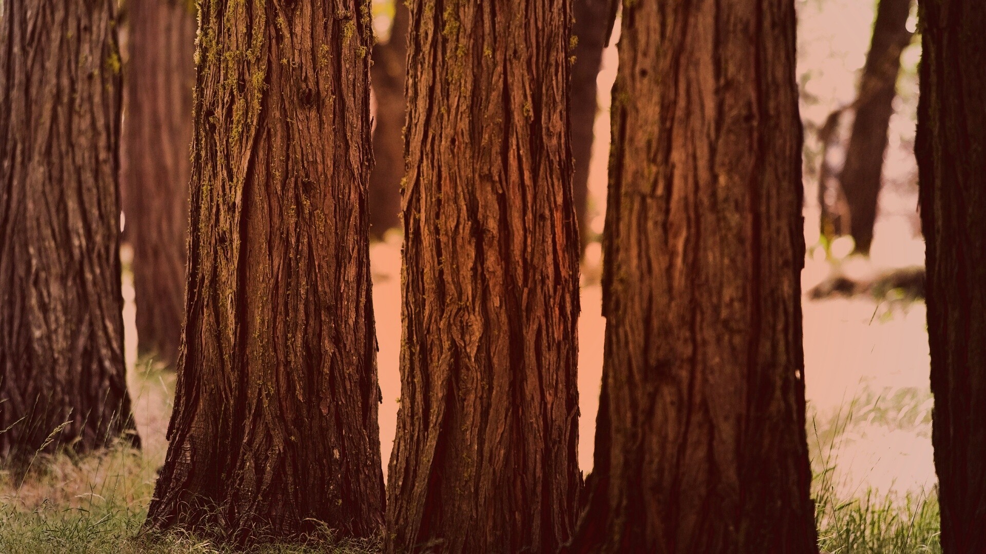 Стволы деревьев  обои