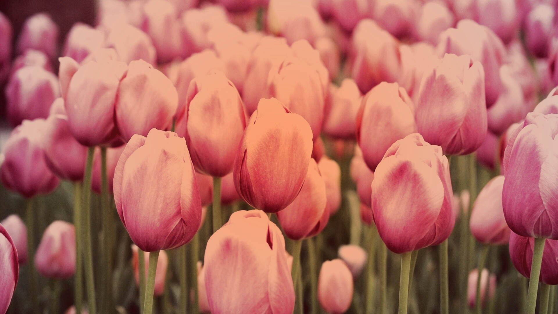Море розовых тюльпанов обои