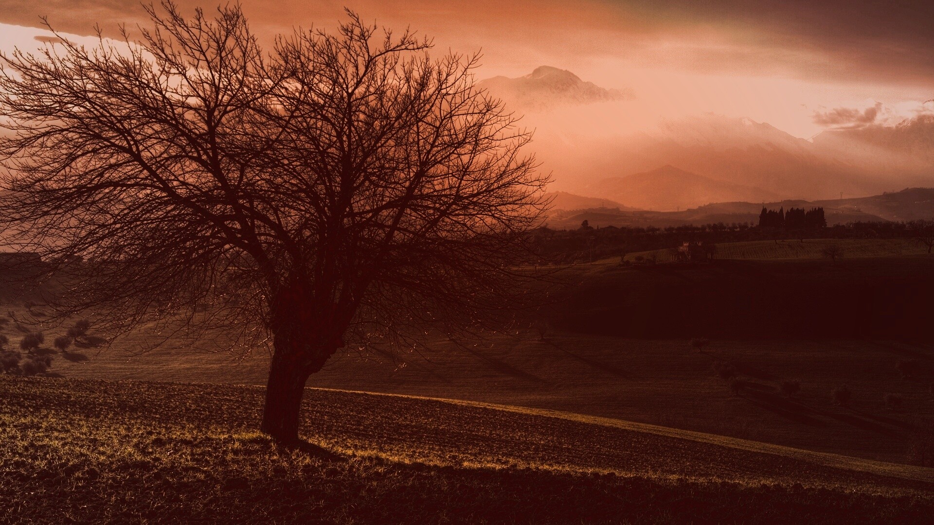 Дерево и горы обои