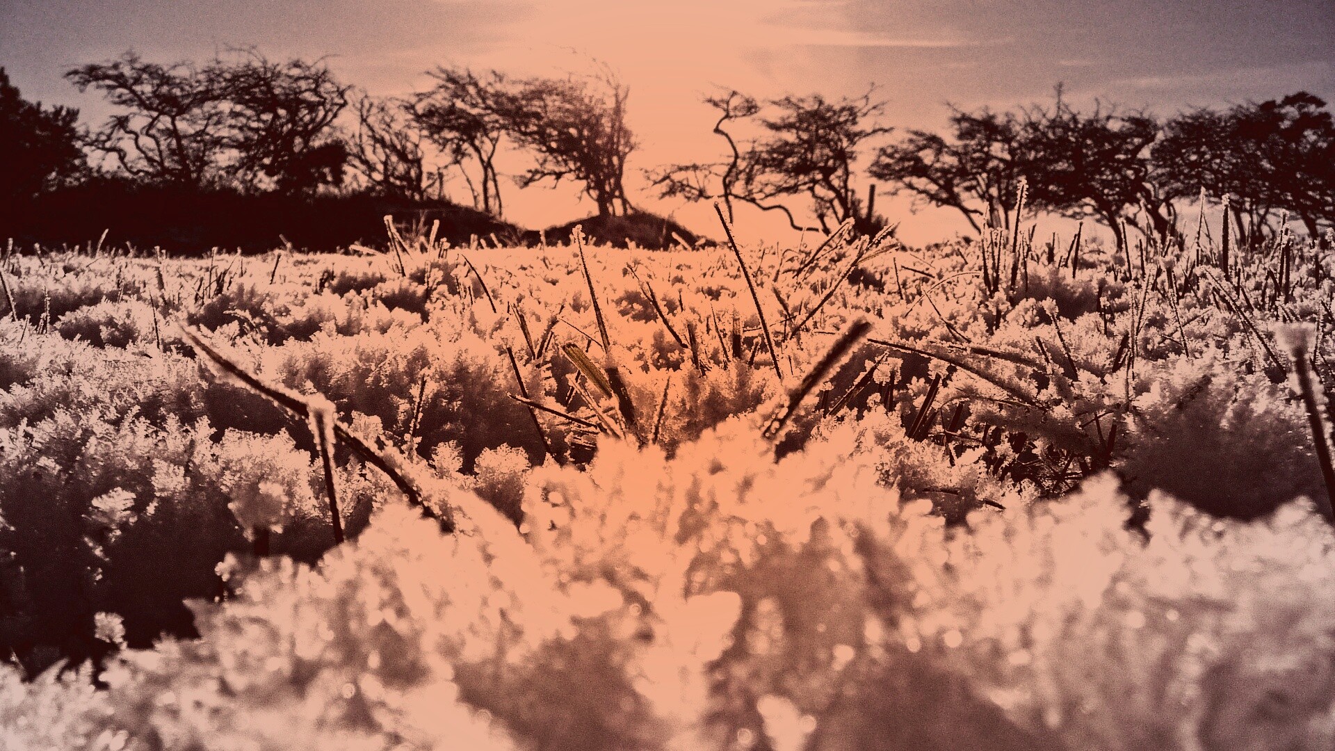 Утренний мороз обои