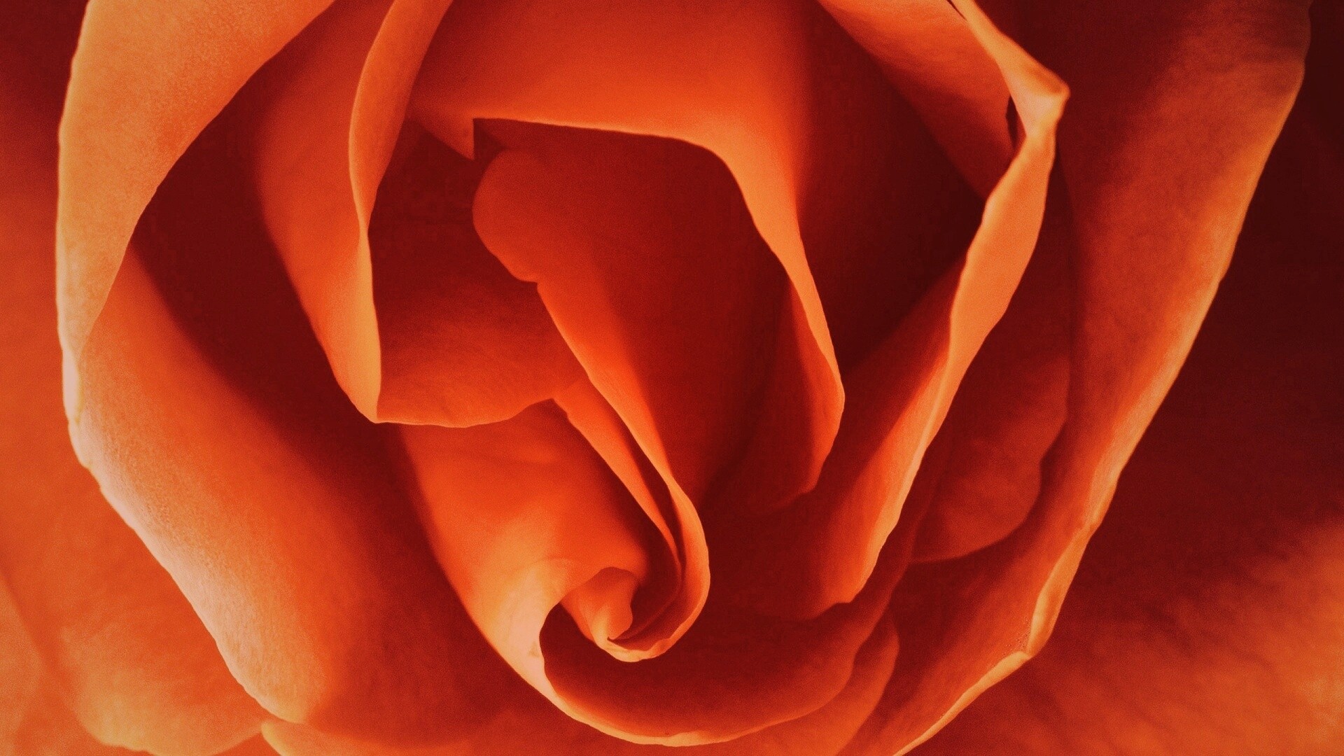 Макро фотка бутона обои