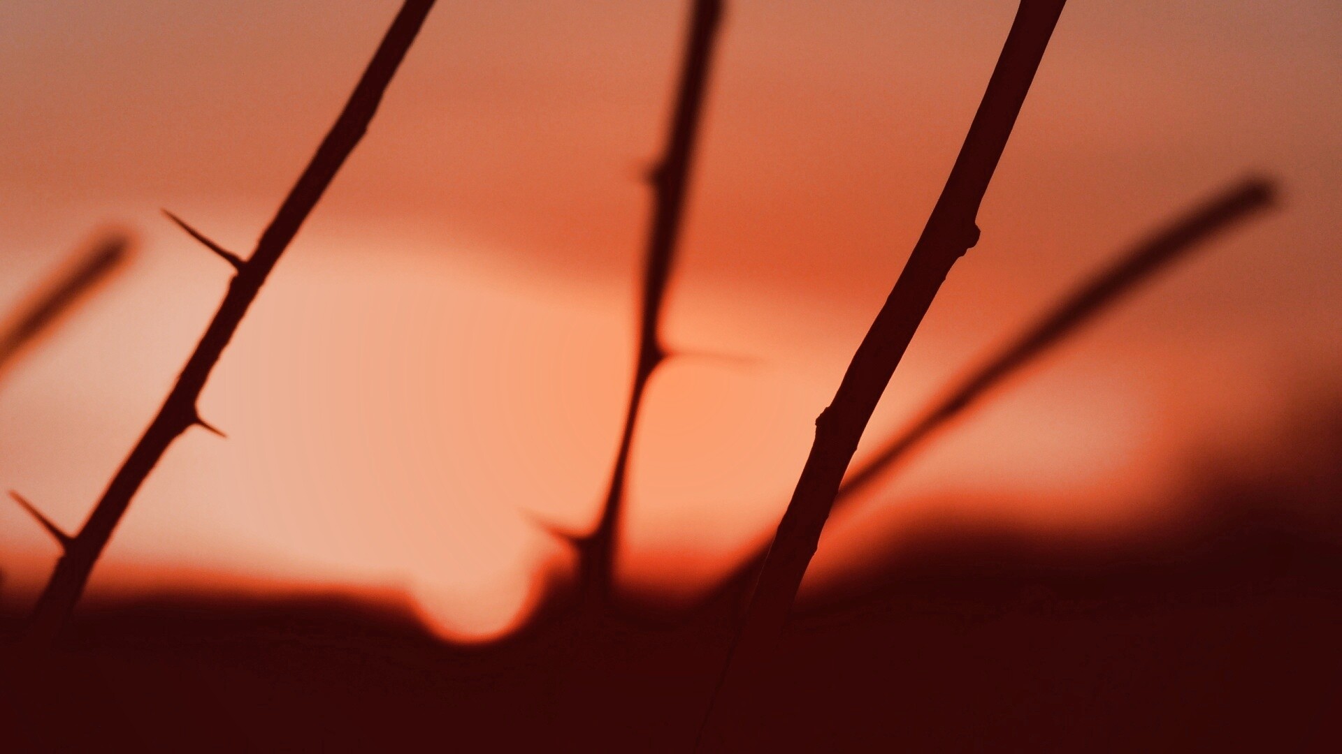 Закат солнца в поле обои