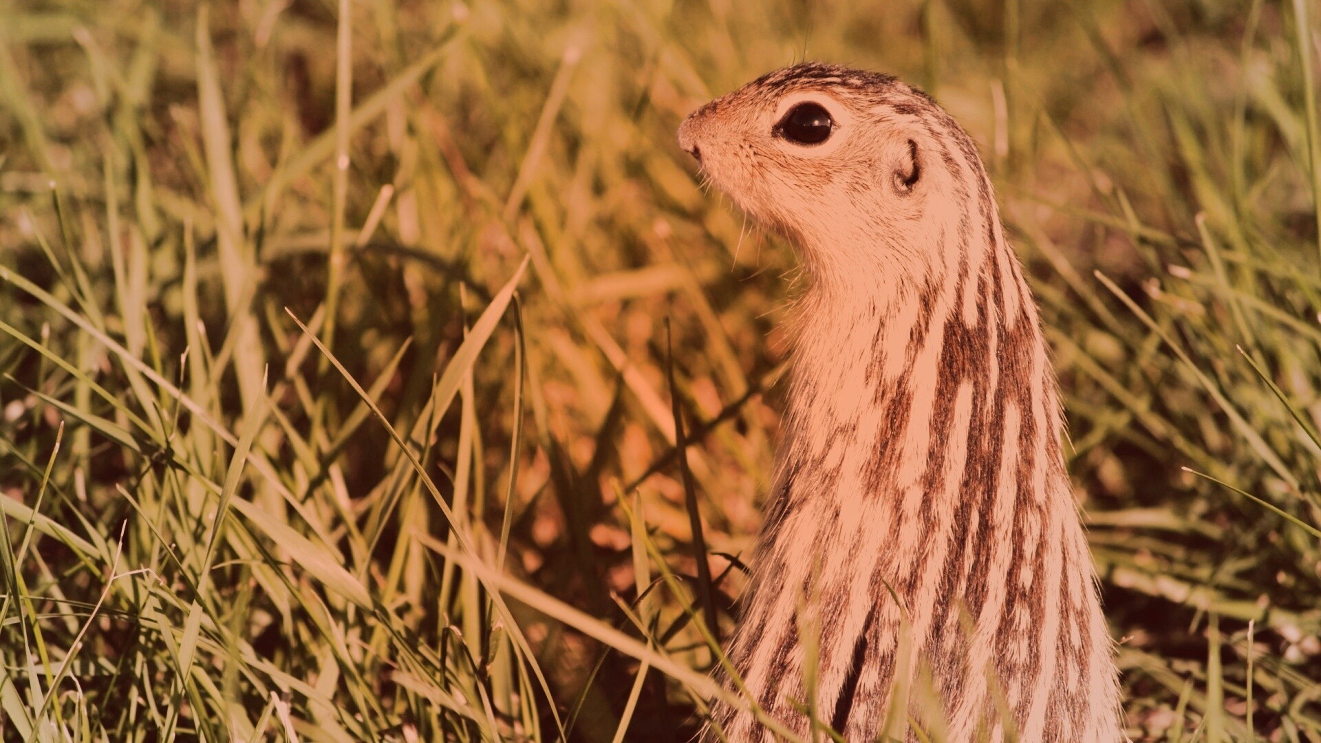 Сурок в стойке обои