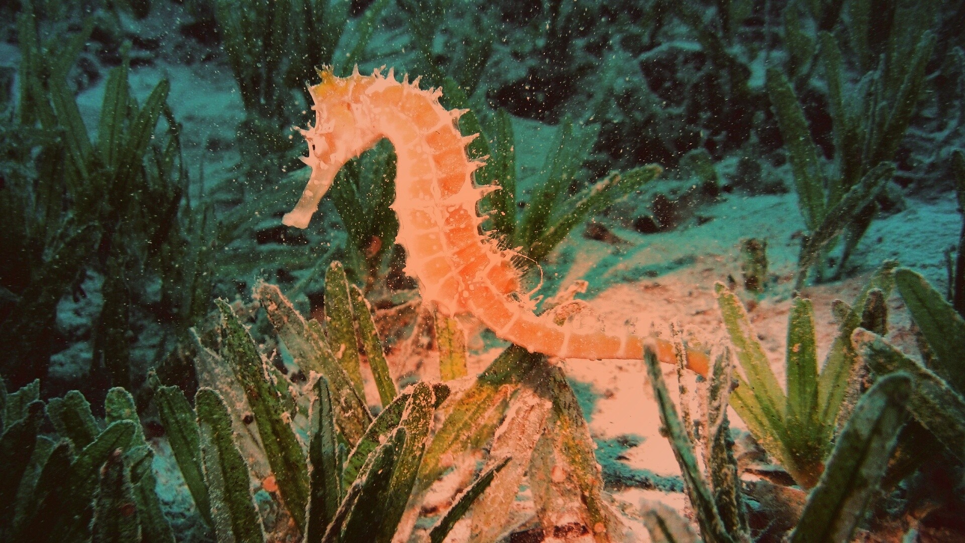 Морской конек обои