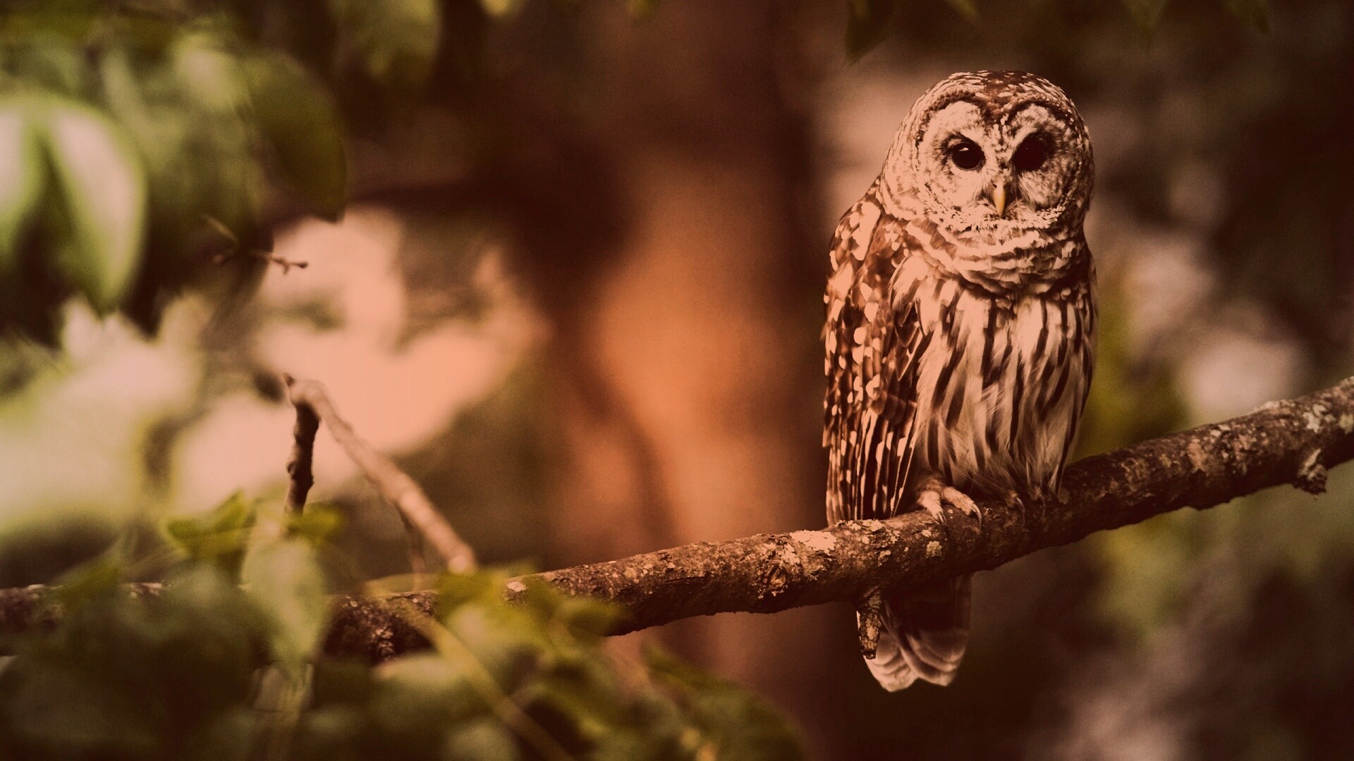 Сова на ветке обои