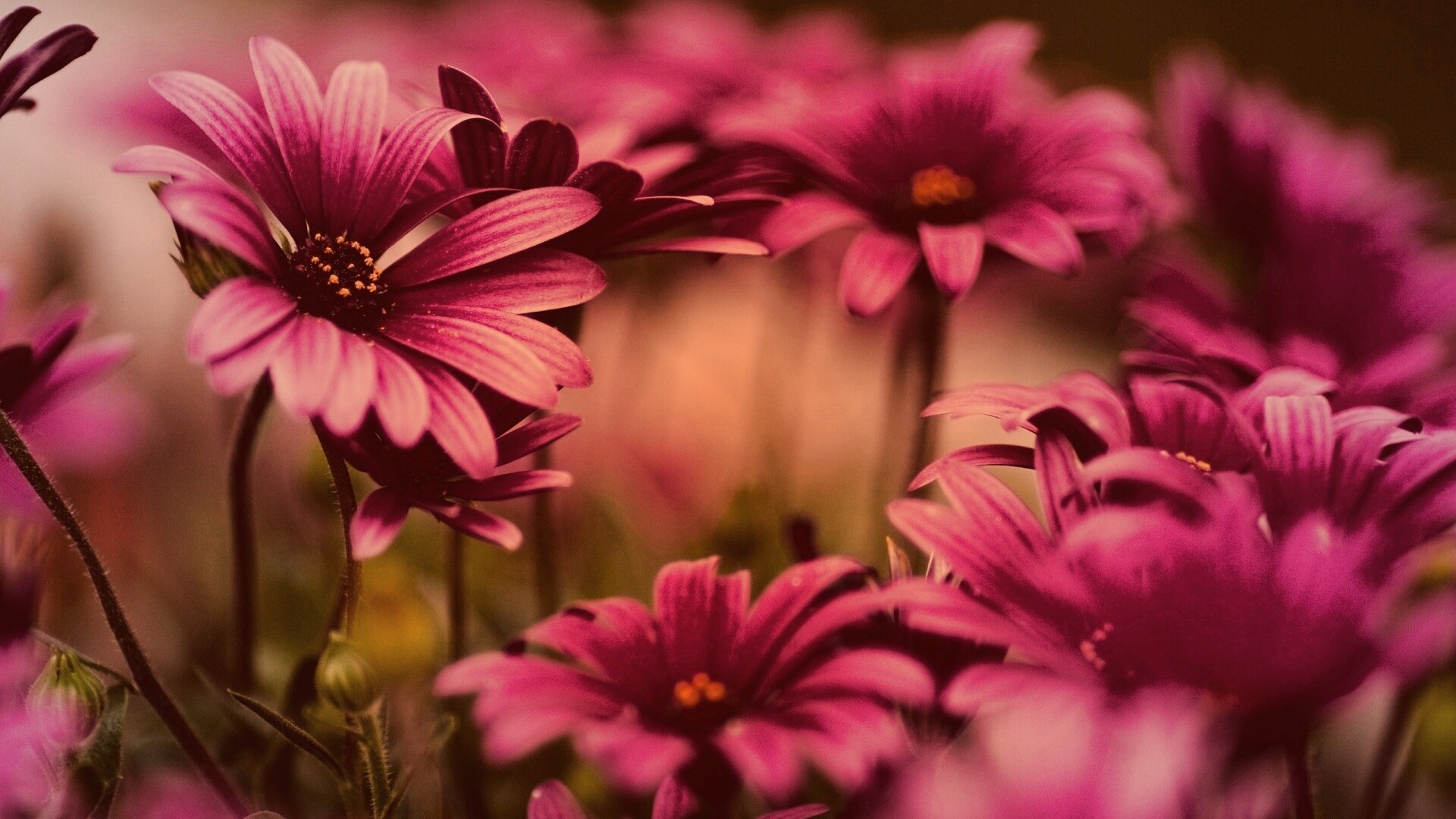 Яркие фиолетовые цветы обои