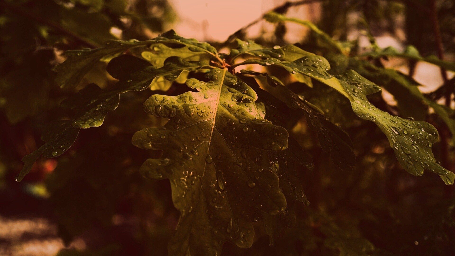 Сочные листья дуба обои