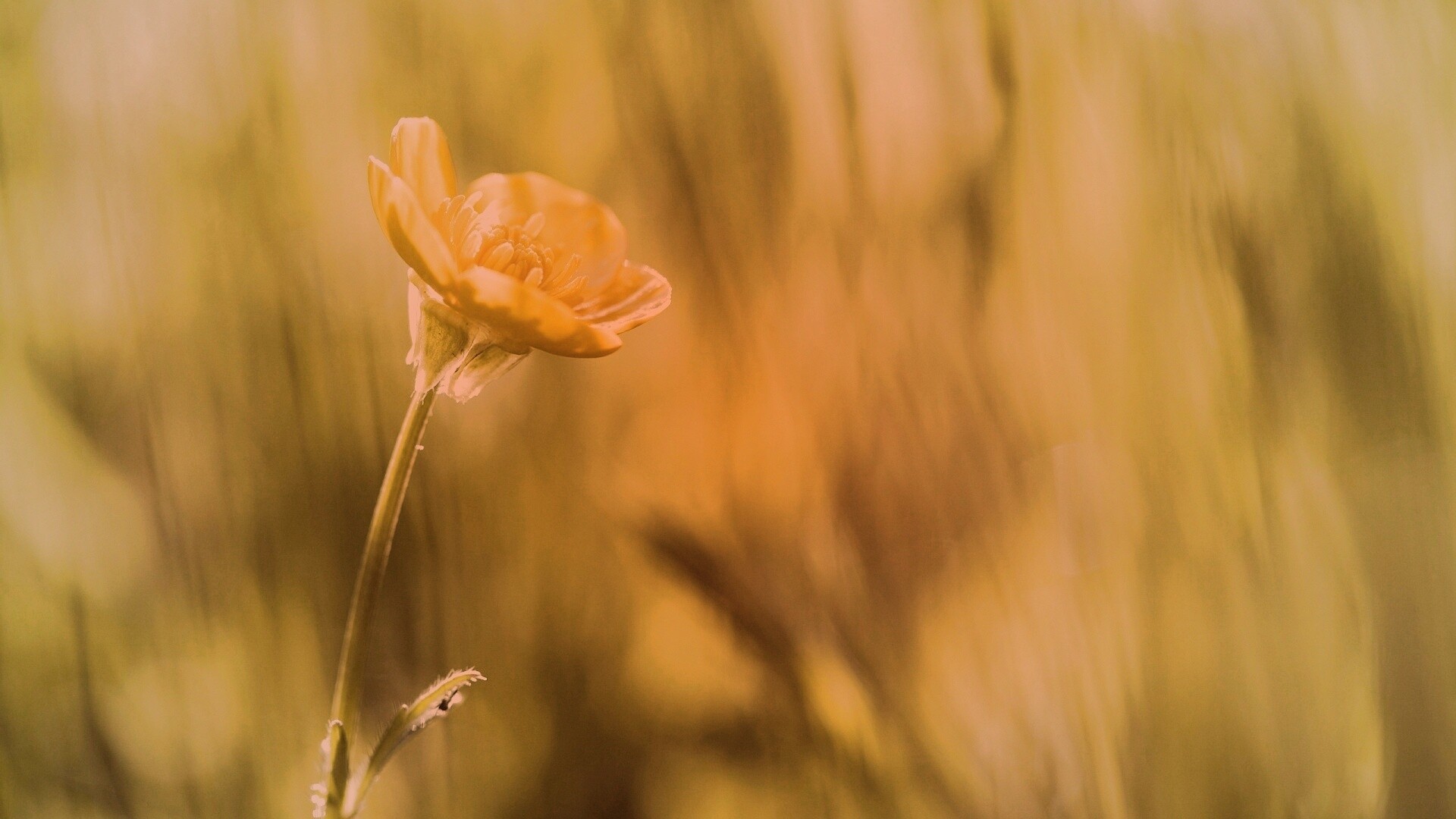 Маленький жёлтый цветочек обои