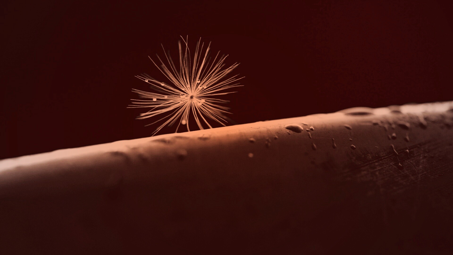 Прилипшая пушинка обои