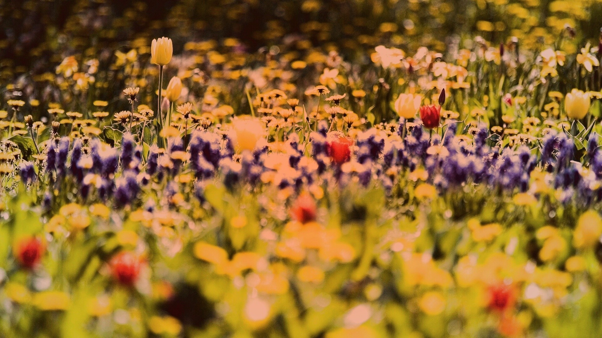 Все краски весны обои