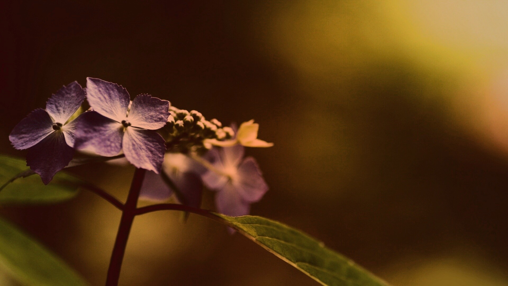 Нежно-синие цветы обои