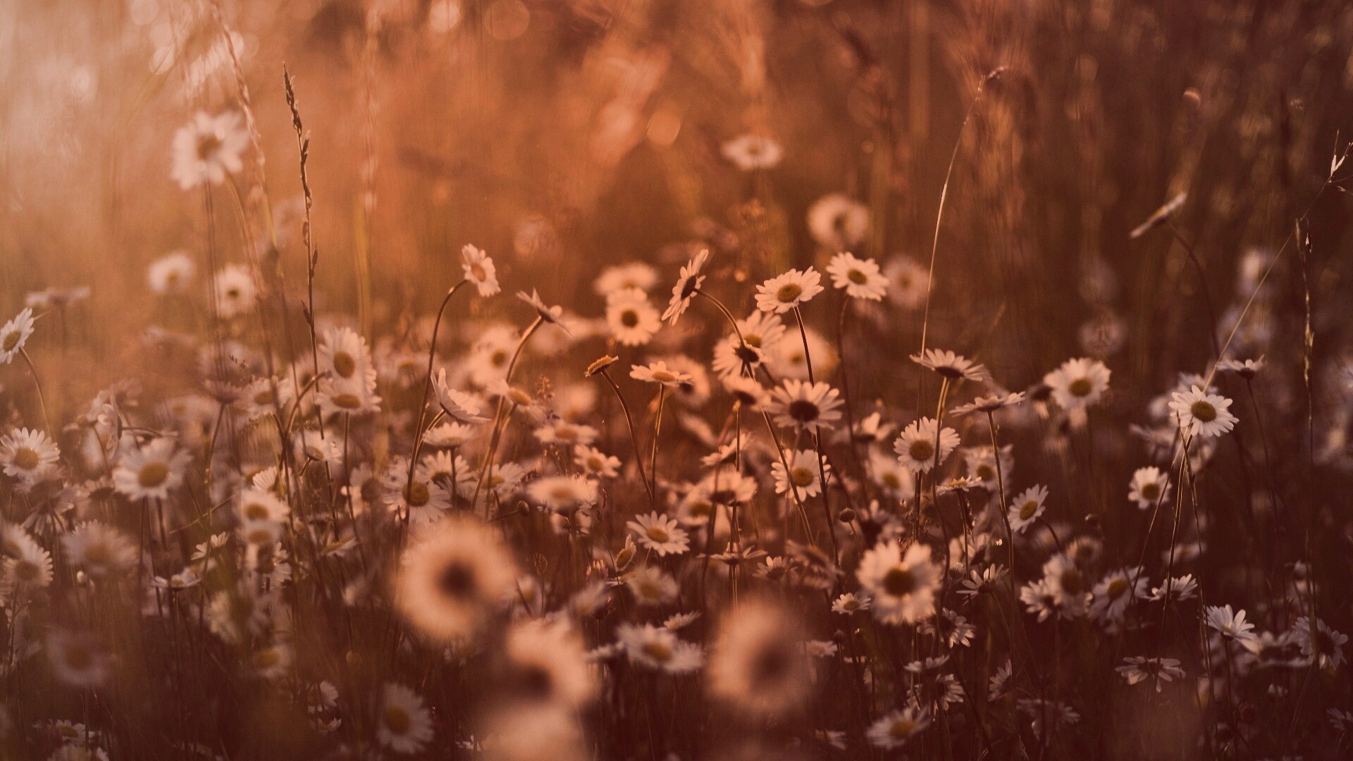 Поле ромашек обои