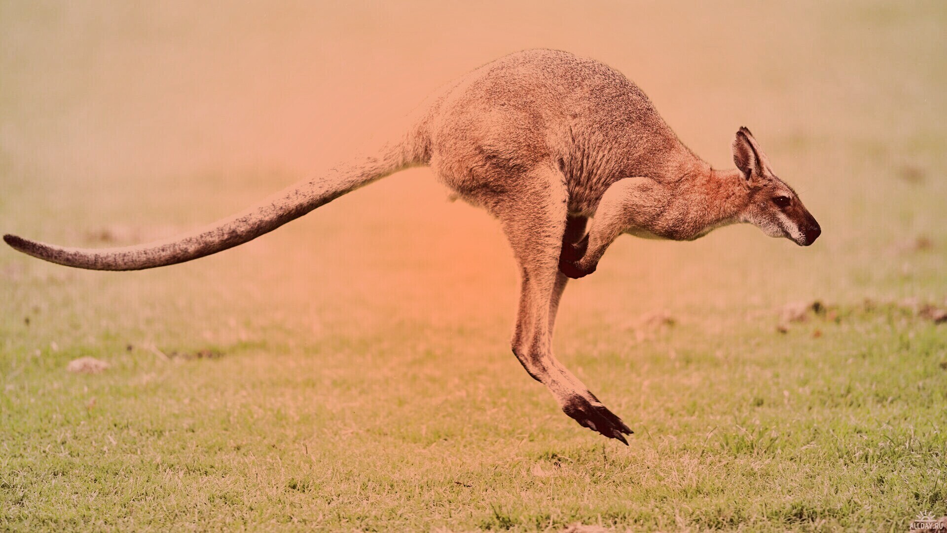 Кенгуру обои