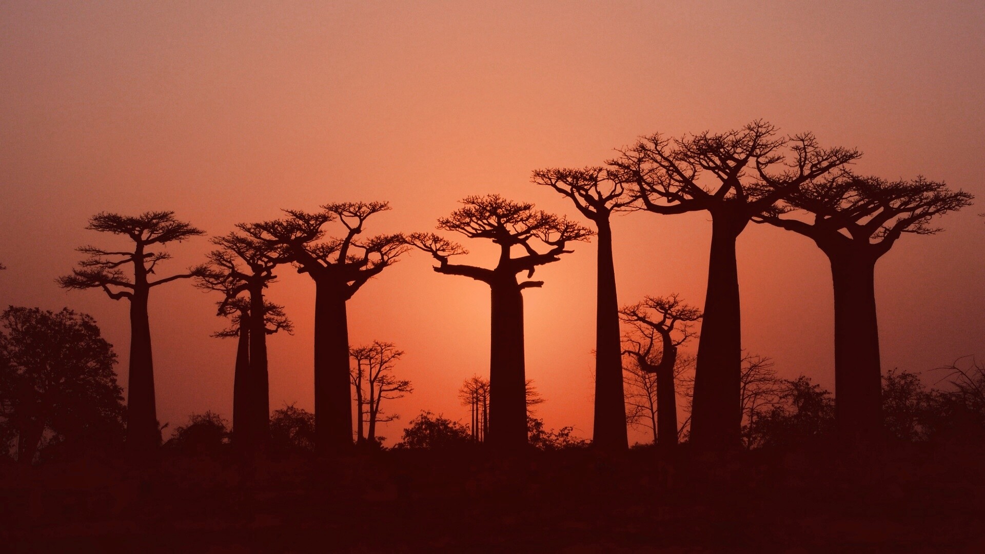 Баобабы на закате обои