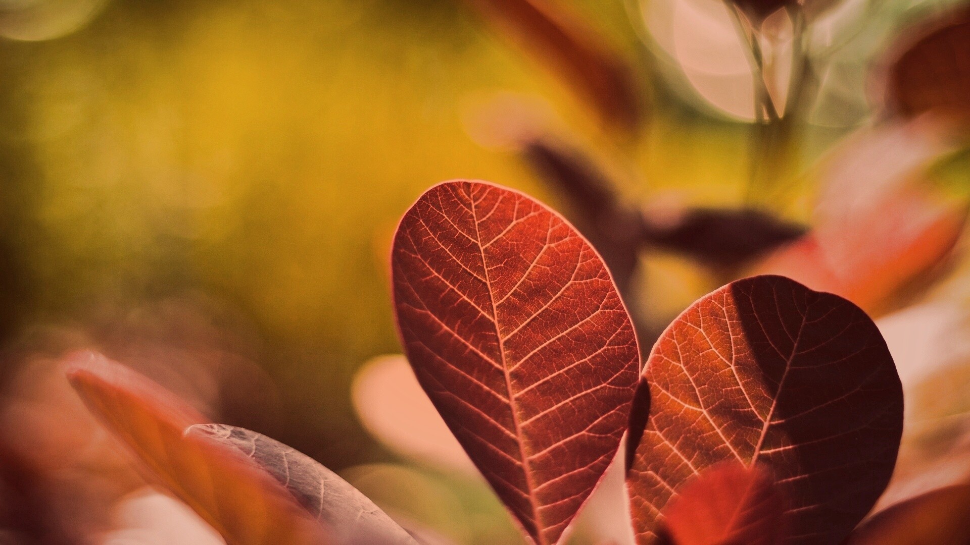 Красные листья обои