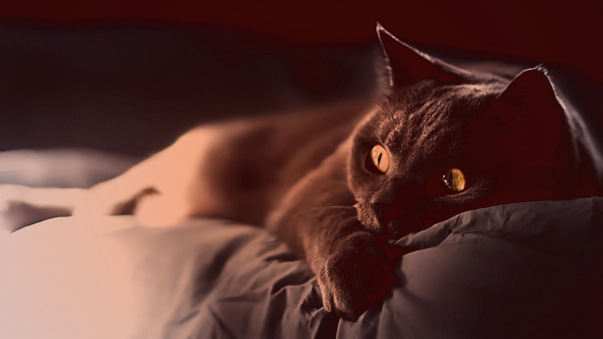 Персидский кот на кровати обои