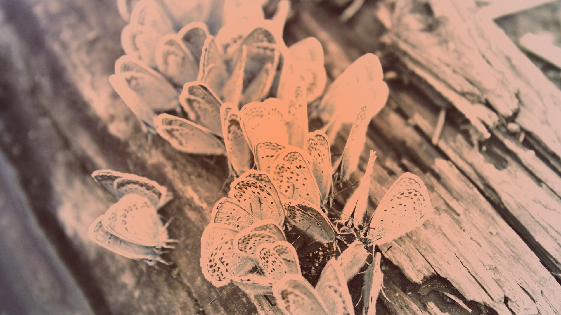 Голубые бабочки обои