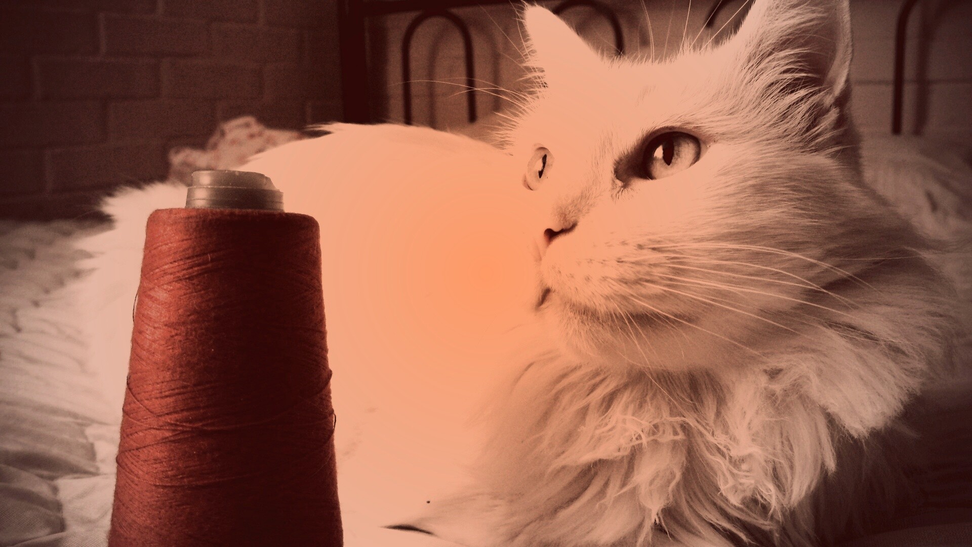 Белый кот с катушкой ниток обои