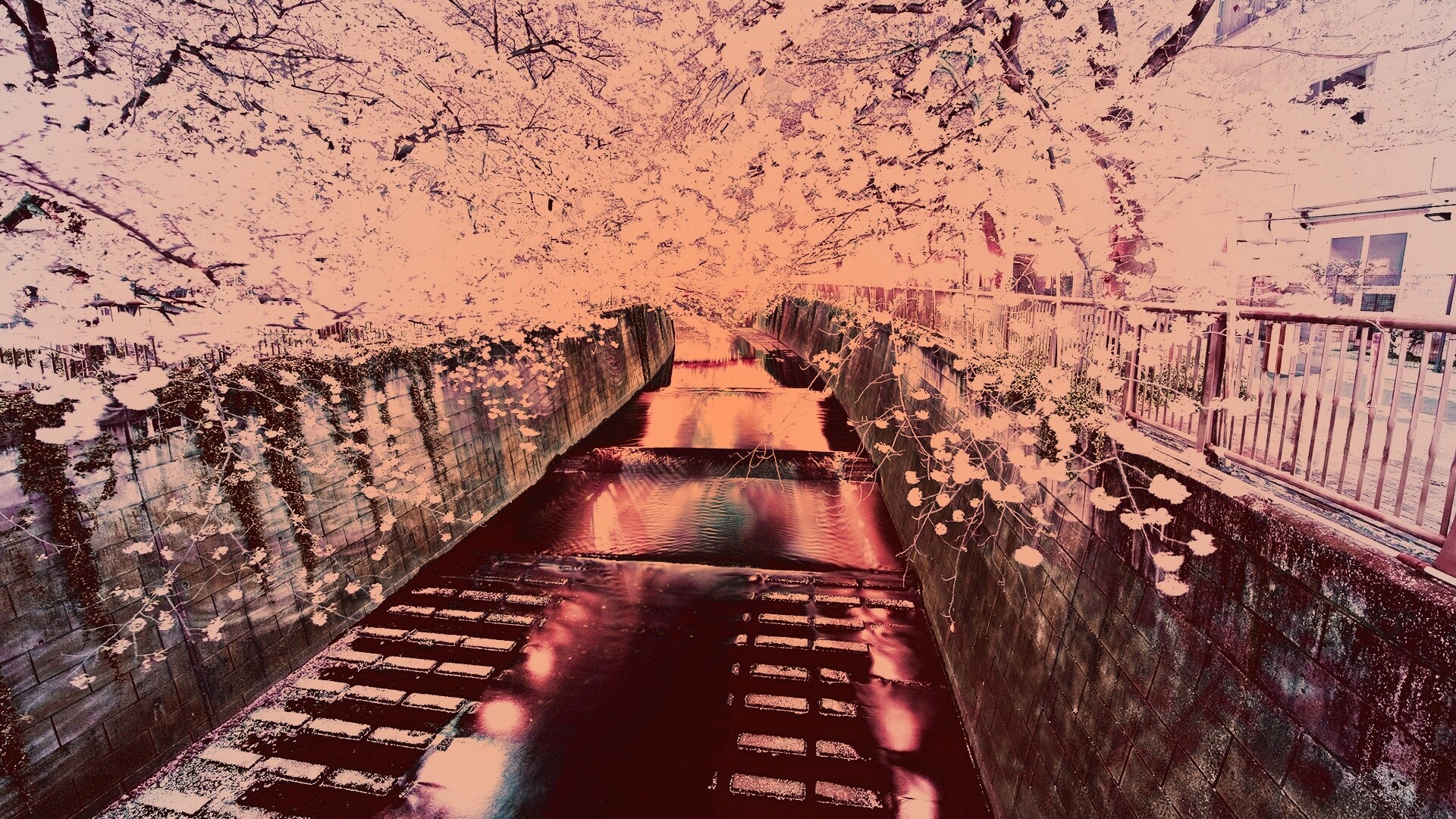 Река и цветение сакуры обои