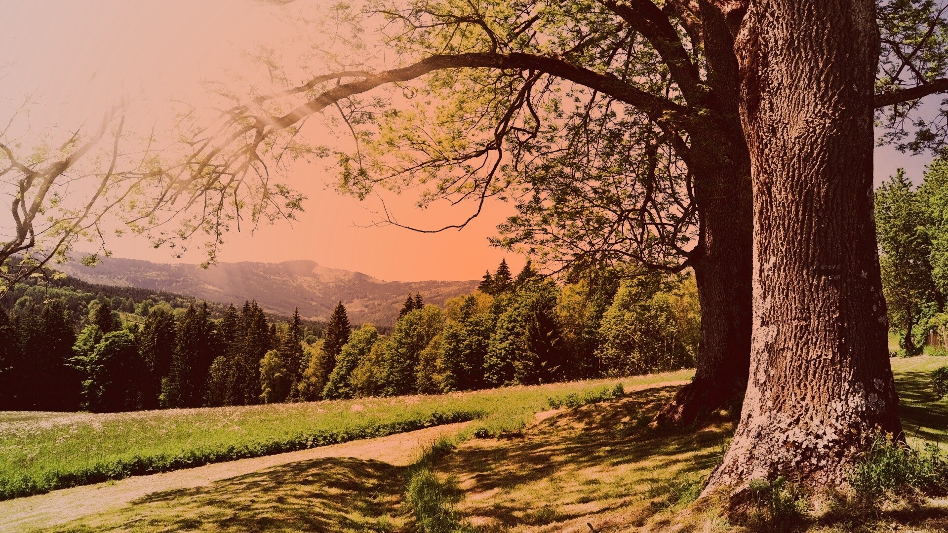 Лето в деревне обои