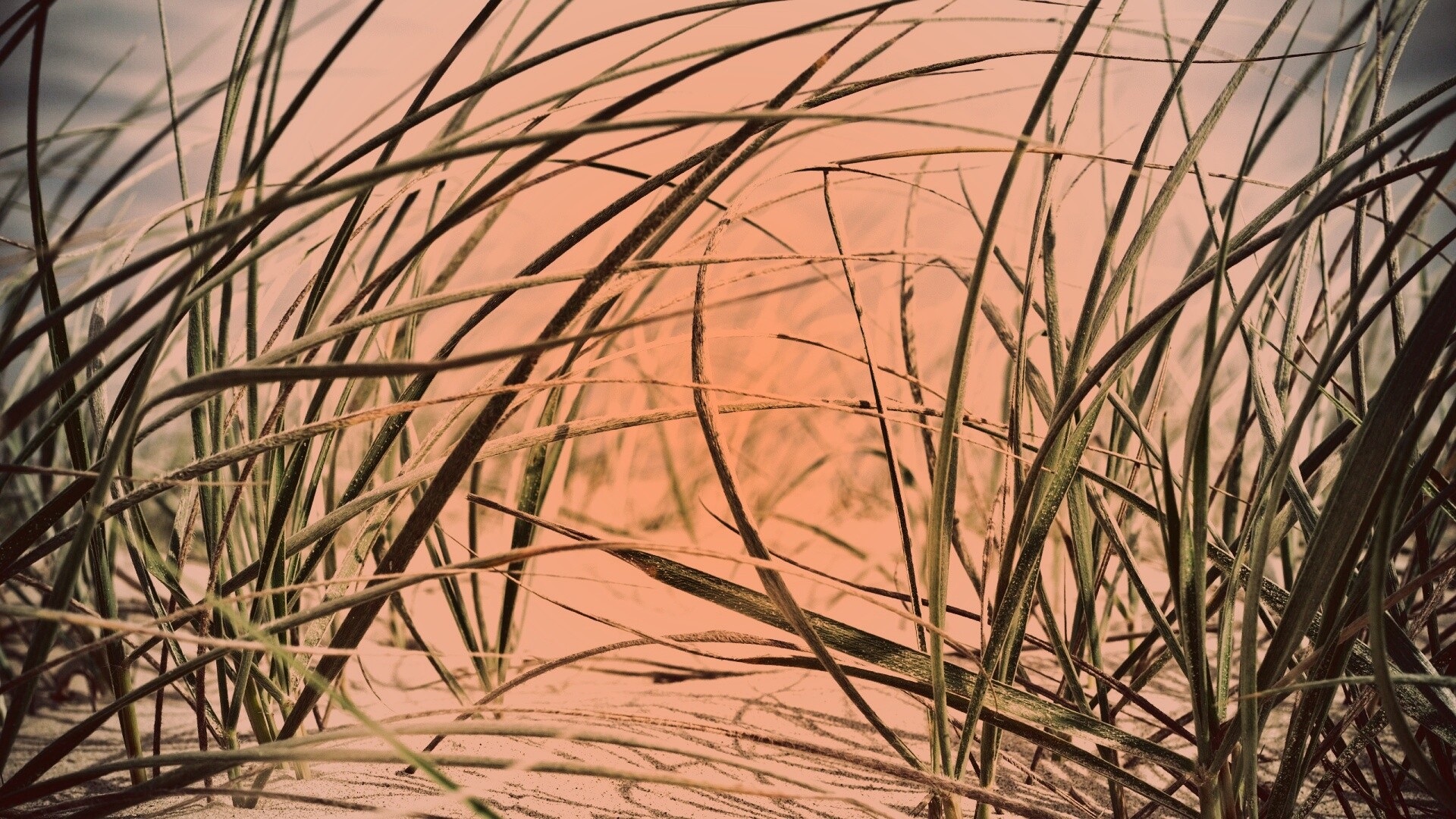 Трава на песке обои
