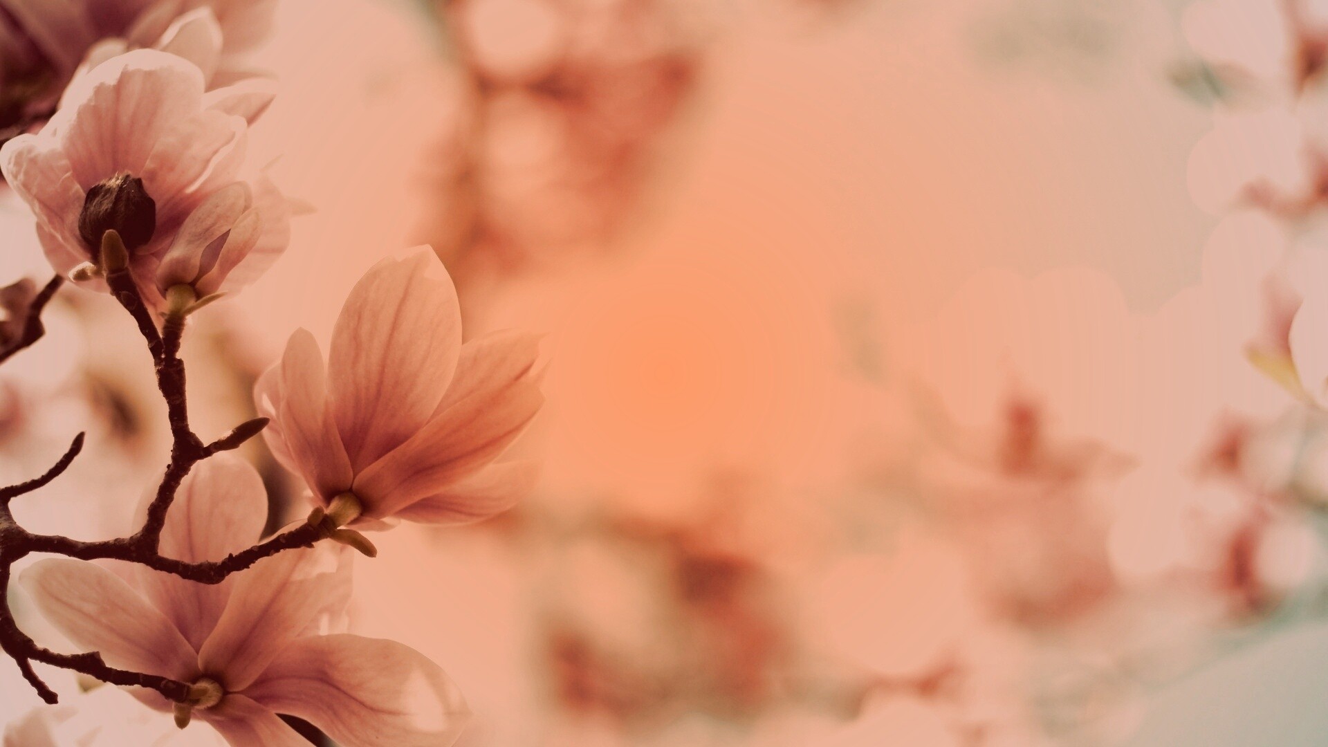 Цветы магнолии обои