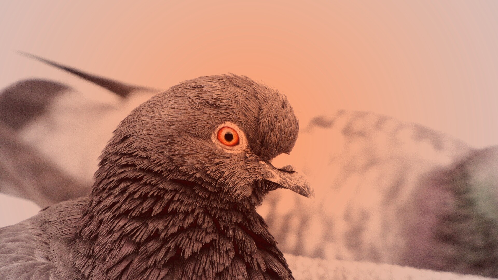 Смотрит в самую душу обои