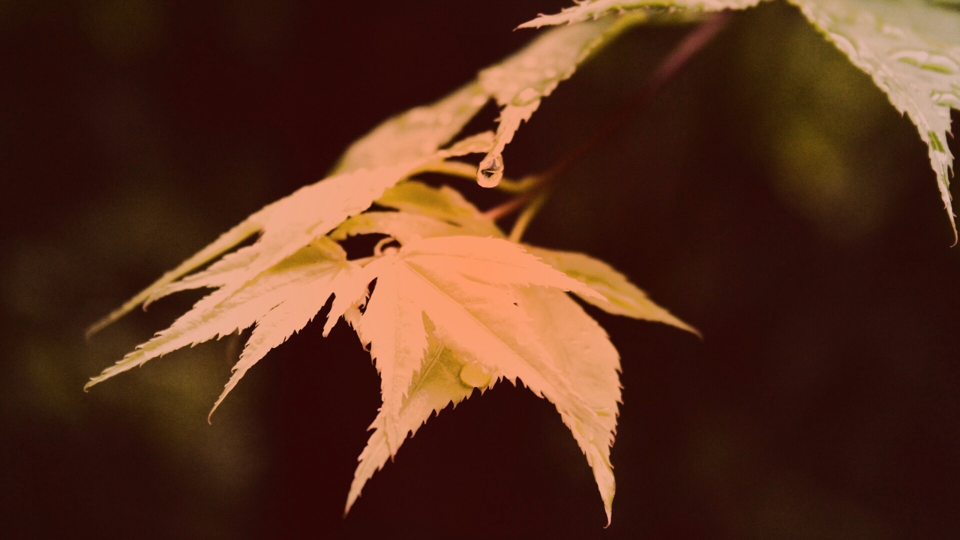 Капля на листе обои