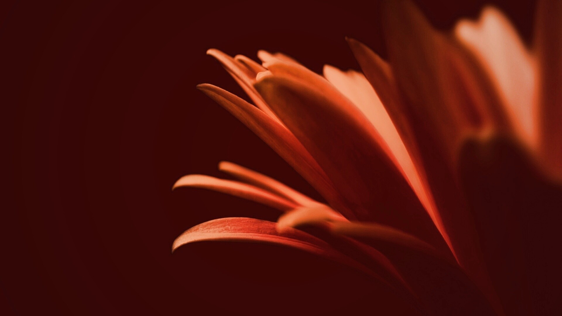 Гербера обои