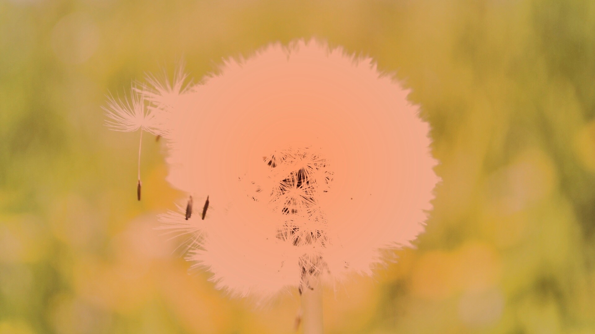Одуванчик обои
