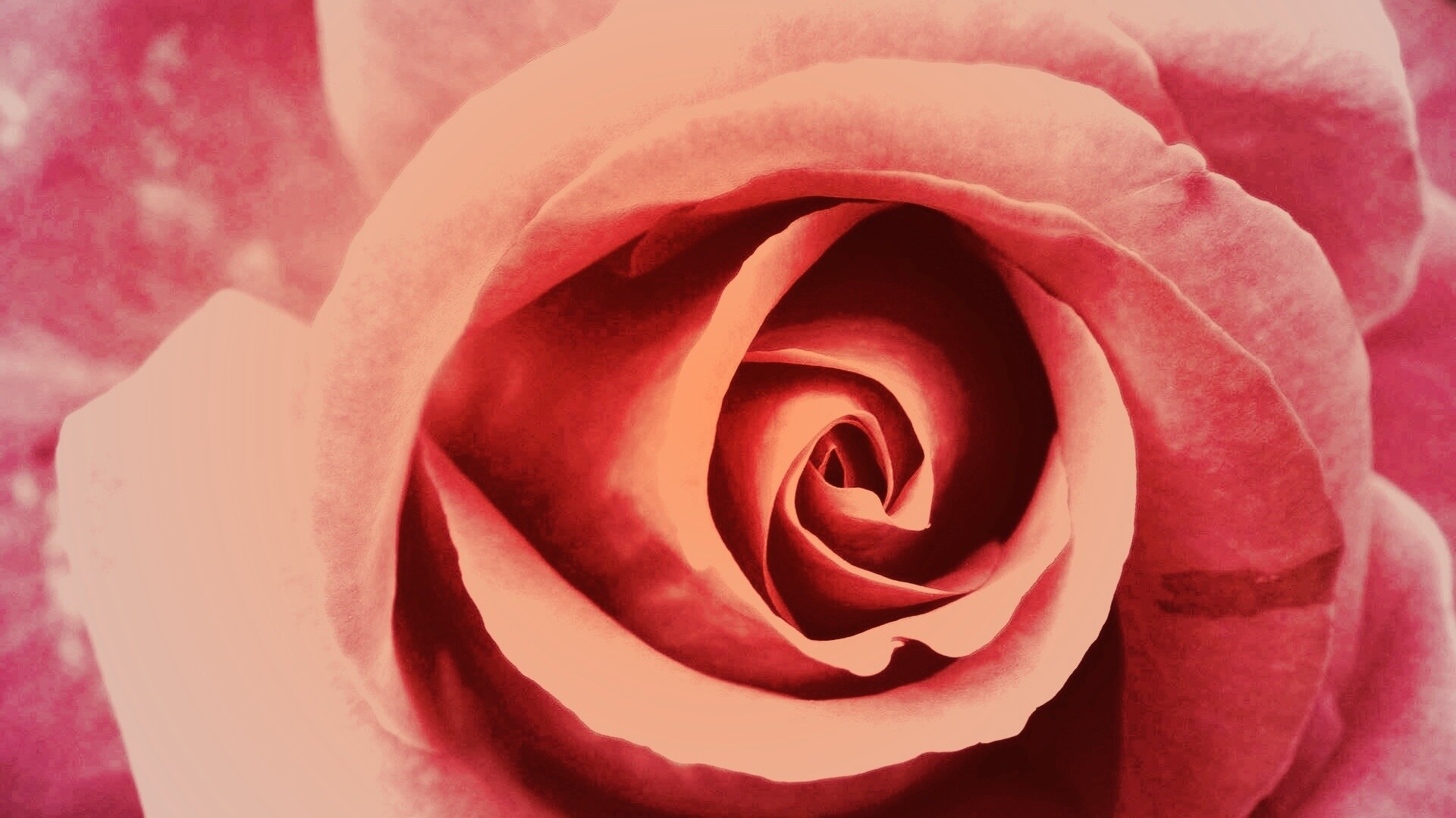 Красивая розовая роза обои