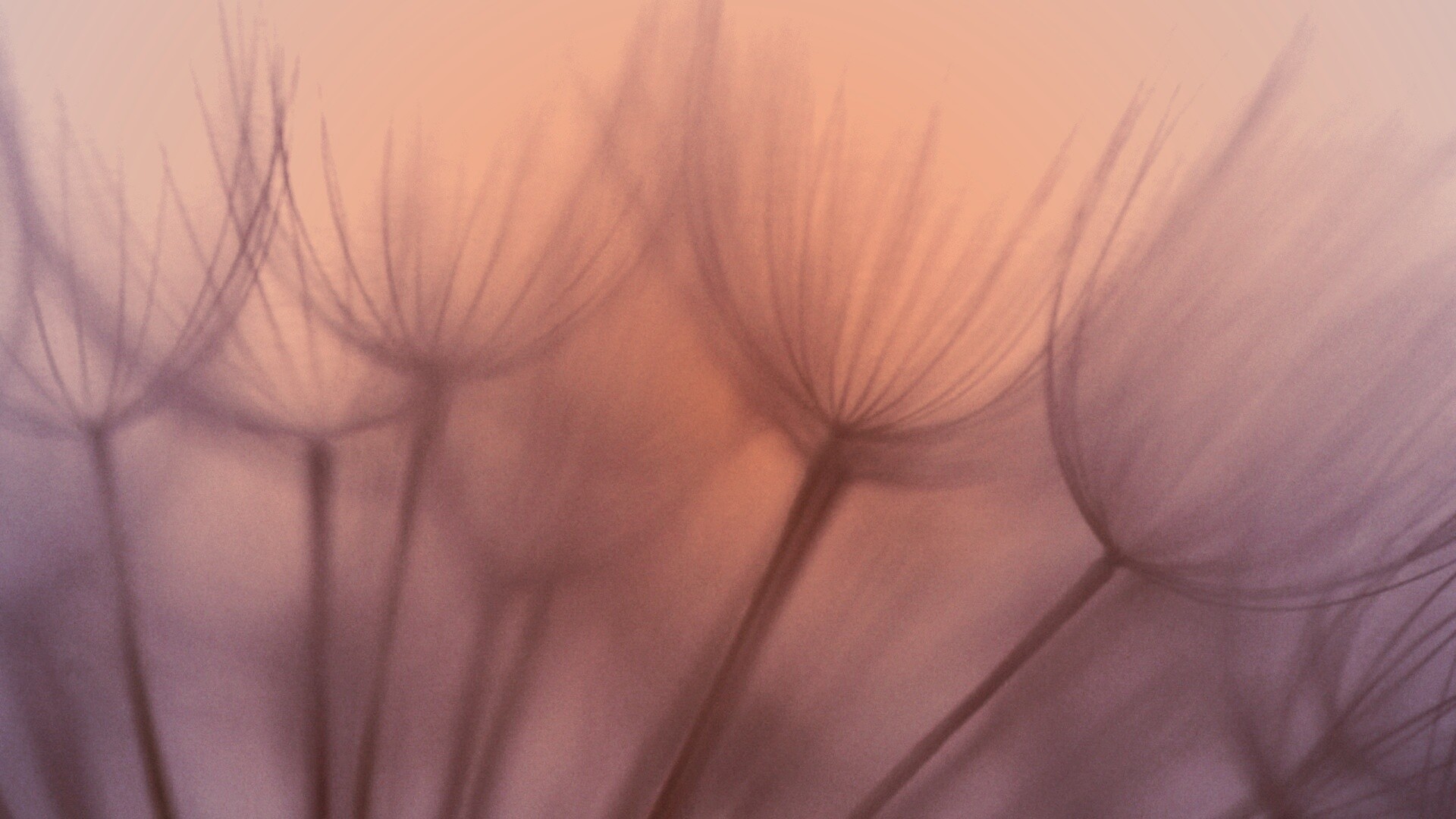 Рисунок одуванчика обои