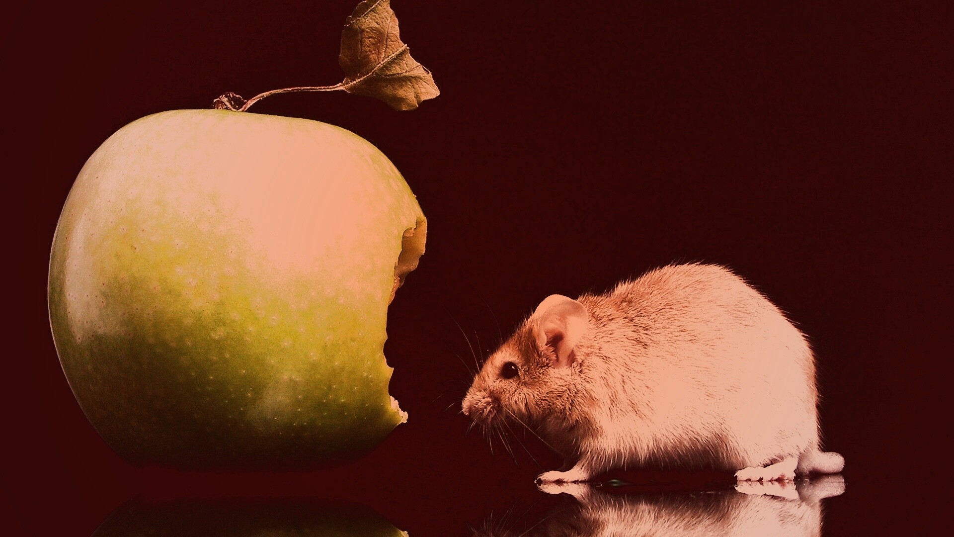 Мышь надкусила яблоко обои