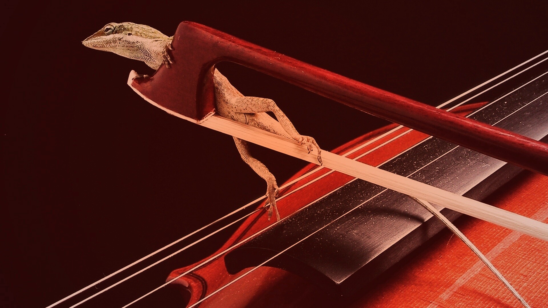 Ящерка на виолончели обои